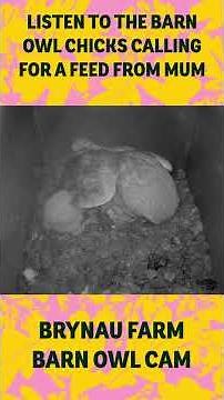 Listen to our barn owl chicks calling for a feed