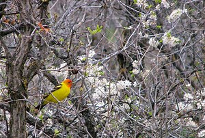 Willow Creek Trail at Roxborough State Park