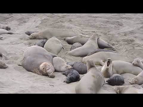 Bull elephant seal bites female to force mating. The female tries to run away but he holds her back.