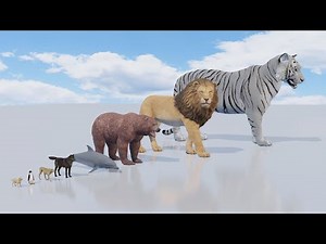 Animals Size Comparison | Biggest Animals of the WORLD in 3D