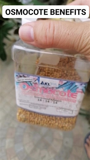 GARDENING TIPS: People also ask What is Osmocote fertilizer used for? Osmocote 14-14-14 is widely used for greenhouse production of plants due to its uniform controlled release of nutrients. It will not only supply a controlled release of nitrogen, but potassium and phosphorous as well as micro nutrients. It is also used for indoor plants, specimen plants, trees, and shrubs. #fypシ゚viralシfypシ゚viralシalシ #gardeningtips #fypage #fypシ゚viralシfypシ゚ | MMS ATBP