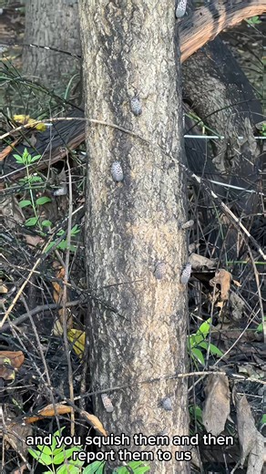 🚨 Adult Spotted Lanternfly are being detected across the State! 📌If you see one, squash it and report it to MDA here: http://bit.ly/48Hk1oX 🔗For more information about what homeowners can do to combat this pesky bug, please visit the University of Maryland Extension website at https://bit.ly/413ozBm. | Maryland Department of Agriculture