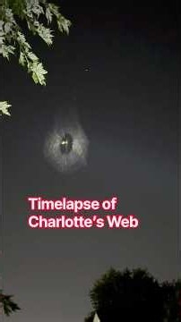 Building Charlotte’s Web in SECONDS! 🕷️🕸️ | Insane Time-Lapse #Shorts