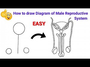 how to draw male reproductive system | how to draw male reproductive system diagram