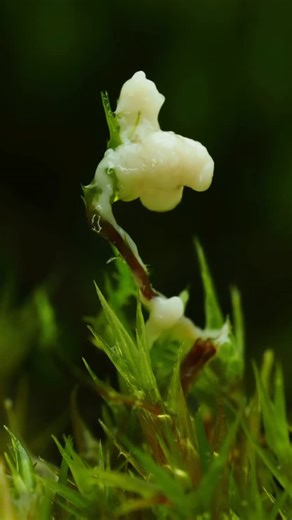 Alfred DH on Instagram: "🌀Part 1: the plasmodium This is a slime mould, an organism which is neither fungi nor animal. In its current form it is a ‘plasmodium’—a giant, single-cell which creeps along damp material searching for food. ♻️ The contracting motion is the result of a process called cytoplasmic streaming, where it flows it cytoplasm back and forth. ⏳ Each second of footage represents around 3/4 minutes in real time. #scottishfungi #slimemold #timelapse #lookcloser"
