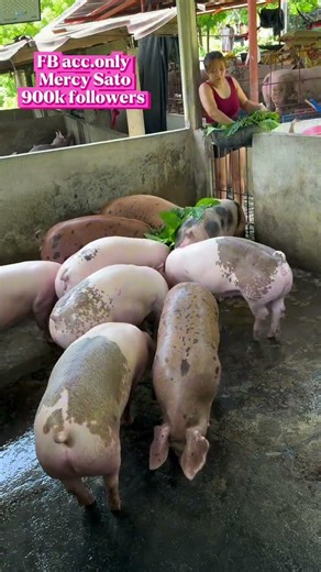 Top Pig Farming Hacks for Healthy Pigs & Profits #pig #farmhacks #pigfarm