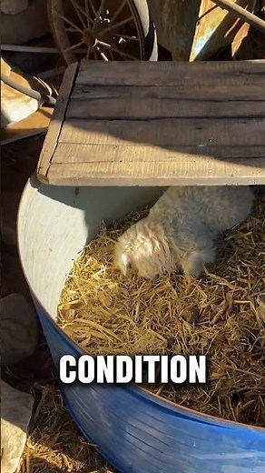 This Sheep Freezes and Falls Over—Here’s Why 🐑