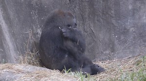 22K views · 138 reactions | 轢 A critically endangered gorilla baby was born at the Audubon Zoo in New Orleans over the weekend. It's the zoo's first gorilla birth in 24 years! | Meteorologist Brantly Keiek | Facebook