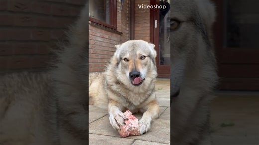 See a majestic wolf enjoy a powerful lunchtime moment