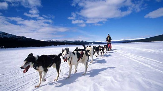 A Brief History of Dog Sledding