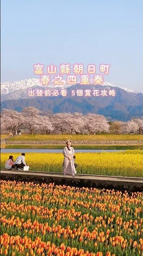 即將滿開! 人生必看一次的日本春天絕景富山縣朝日町 春之四重奏🌸🏔️ #櫻花 #日本