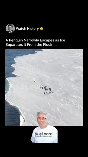 @watchhistory on Instagram: "(118) A heart-stopping video shows a lone penguin leaping across a rapidly widening crack in the ice, nearly separated from its flock. The desperate scramble and final successful jump encapsulate the raw struggle for survival in the Antarctic. It’s a microcosm of the profound challenges these animals face daily, made more urgent by a changing climate. The collective relief from the other penguins, who wait and watch, is palpable. This brief, tense drama highlights th