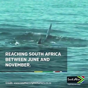 516 reactions · 289 shares |  The whales are here!  Between June-November, South Africa is the perfect place to spot whales. Footage courtesy of Southern Right Charters​, who offer boat-based whale watching tours from Hermanus. | South African Tourism UK | Facebook