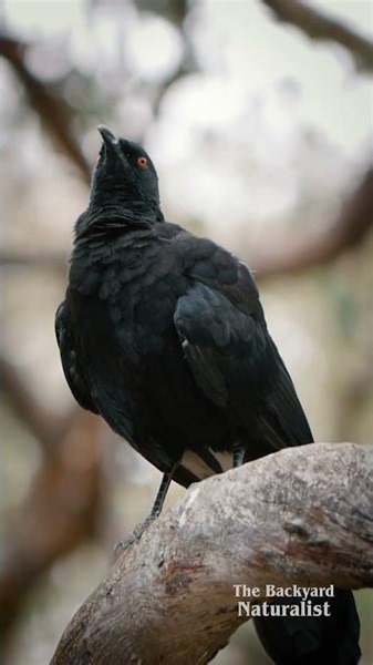 White-winged choughs, an underrated Aussie bird! #australia #birds #wildlife
