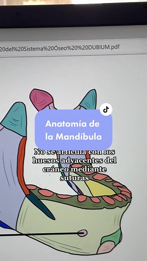 Anatomía de la mandíbula 💀 #estudiantedemedicina #estudiantedeodontologia #anatomiahumana #parati #medstudent #fisioterapeuta #maxilofacial #huesos #mandibula #aprendeanatomia #anatomystudy
