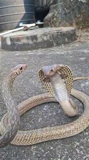 Rat snake vs cobra snake. 🐍😱 #viral #shorts #ytshorts #highlight #spjvlogsjharkhand