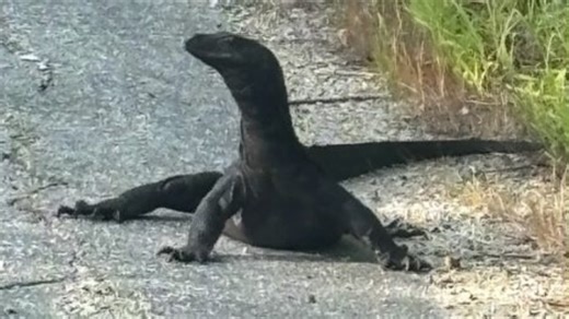 Lizard on the lam: Escaped water monitor spotted near Conn. border