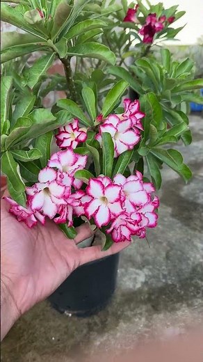Buy Imported Big Adenium Plant Online 🪴 #adenium #plants #flowers #garden
