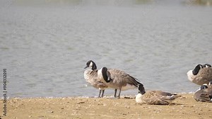 Canada goose in its natural environment Canada goose, Flock of geese on a spring lake, UK