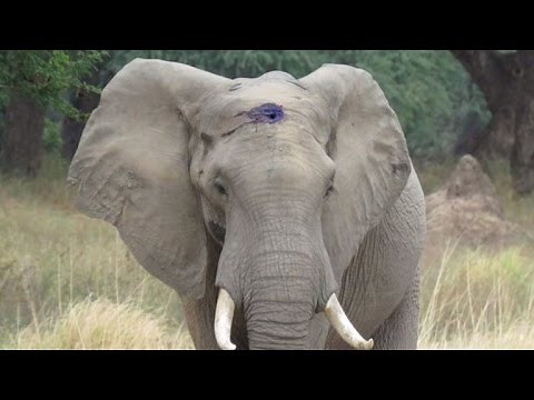 Elephant Calmly Asks For Help After Living With Infected Bullet Lodged In Skull