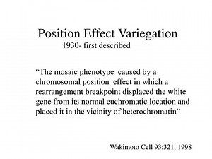 Position Effect Variegation - SlideServe