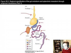 The Endoderm (Chapter 20)