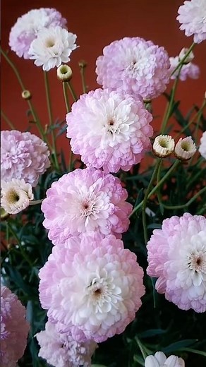 Marguerite Daisy Explained: Beauty, Colors, and Growing Tips #beautifulflowers #flowers