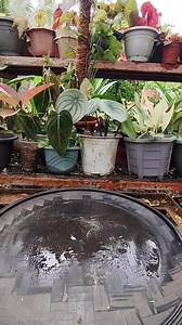 Repotting Peperomia Argyreia aka Giant Watermelon Mamalyn's Garden #repotting #watermelon #peperomiaargyreia#plantcare #homegardening #gardening #happygardening | Mamalyn's Garden