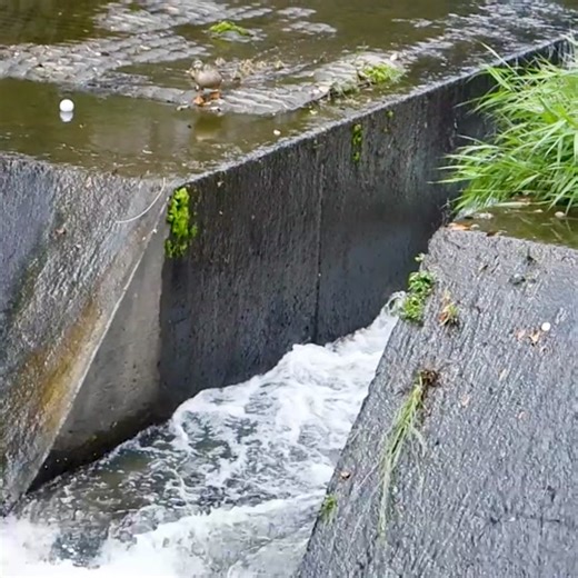Adorable Baby Ducklings' Adventure | Cute Animal Video