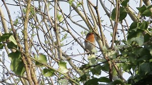 Beautiful Sound Red Robin Song Bird Singing Close Up