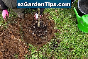 Come trapiantare alberi di pioppo 🌱 Consigli Giardinieri - It.ezGardenTips.com