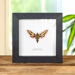 Bedstraw Hawk-moth in Box Frame (hyles Gallii) - Etsy UK