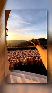 Golden Retriever using Naruto's Shadow Clone Jutsu to play 'Catch The Ball' #goldenretriever #dog #clone #naruto #shadowjutsu #funnyclip | Puppi LovEr