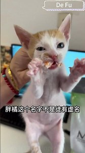 4.快遞盒裡的緊急呼叫！打開竟是瑟瑟發抖的新生貓崽！An SOS from a Cardboard Box: Opening It to Find Shivering Newborn Kittens!