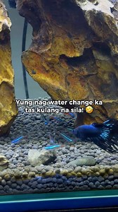 1.6M views · 11K reactions | Kulang na bossing! 沈 #fishthings #fishkeeping #aquarium #malupiton | Fish Things | Facebook