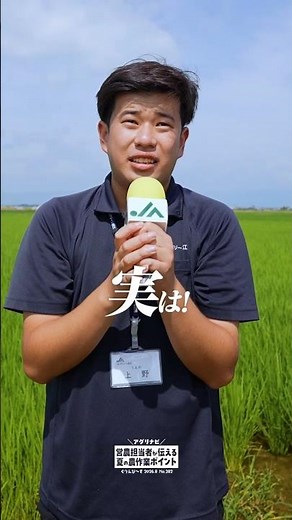 おいしいお米づくりのポイント! 適期収穫編｜アグリナビ｜2026年8月号ぐりんぴ〜す #jaグリーン近江 #水稲 #水管理 #猛暑 #適期収穫