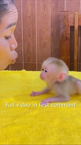 14K views · 342 reactions | dramatic_baby_monkey_tantrum_on_table_anqry_mom_leave_him_alone1 Full video in first comment | Monkey Wild | Facebook