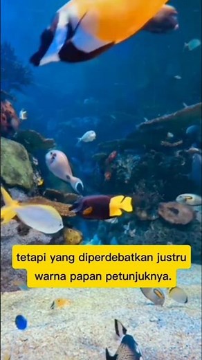 Life Under the Sea Is Never Truly Quiet, Even When It Looks Calm