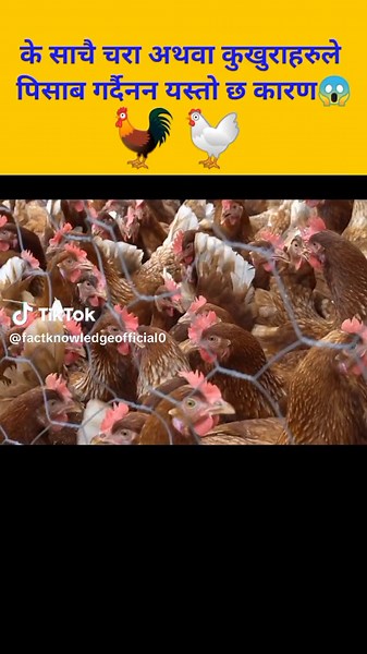 Why Chickens Don't Urinate Explained