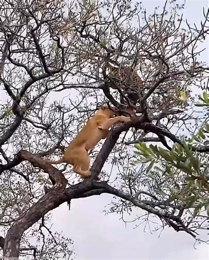 588K views · 4.5K reactions | Clash of Kings: The Epic Battle of...