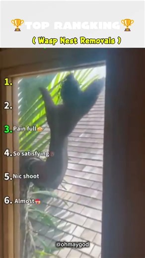 Ranking the Funniest Wasp Nest Removals 😂 #ranking​ #top5​ #funny​