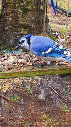 blue jay calls warning sound #bluejay #birdcall