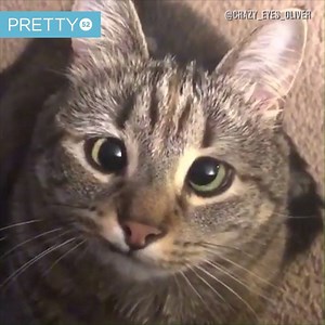 Cats are weirdos 😂🐱 | Tyla