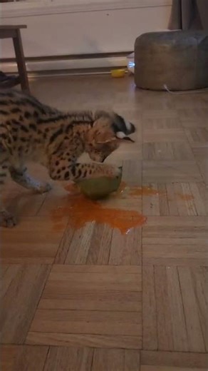 pov ton serval joue avec la nourriture #cuteanimals #catshorts #catshorts #serval #bigcatenergy