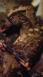 Night shellfisher: fishing under the moon 🦪🌙 | Eugenio Monesma Documentaries