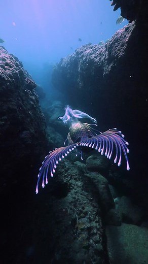 It’s a Sirens life for me 🏴‍☠️ #mermaidtiktok #yoho #mertok #mermaidsirenity