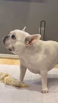夫×はな #フレブル #frenchbulldog #フレンチブルドッグ #フレブル飼い方 #犬 #いぬのいる生活