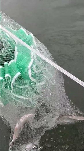 Catching the perfect bait (Gizzard Shad)