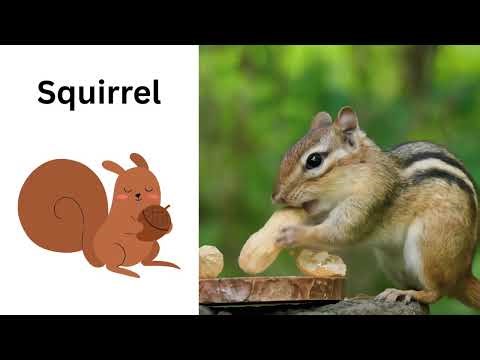 English for Kids: Animals