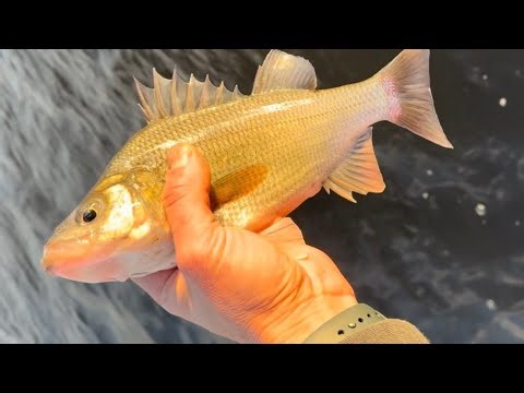The Secret to Catching White Perch (Micro Jigging)